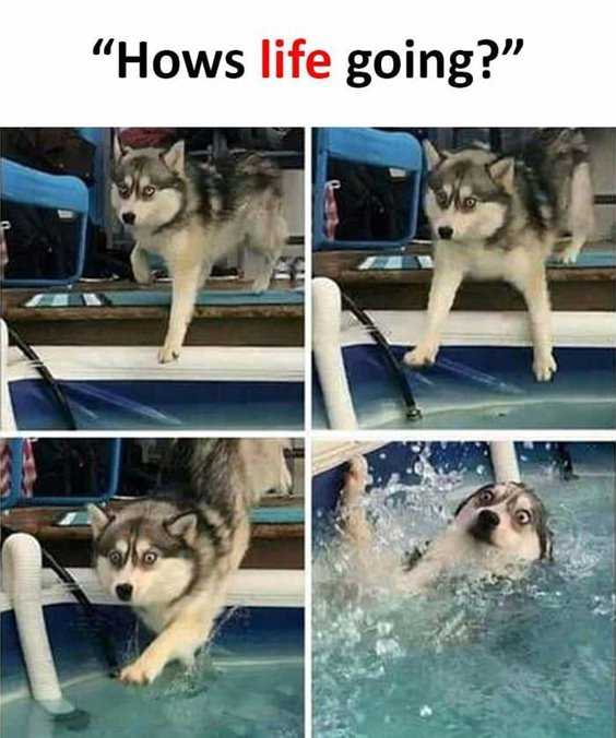 Top 77 Funny Memes And Hilarious Sayings 14