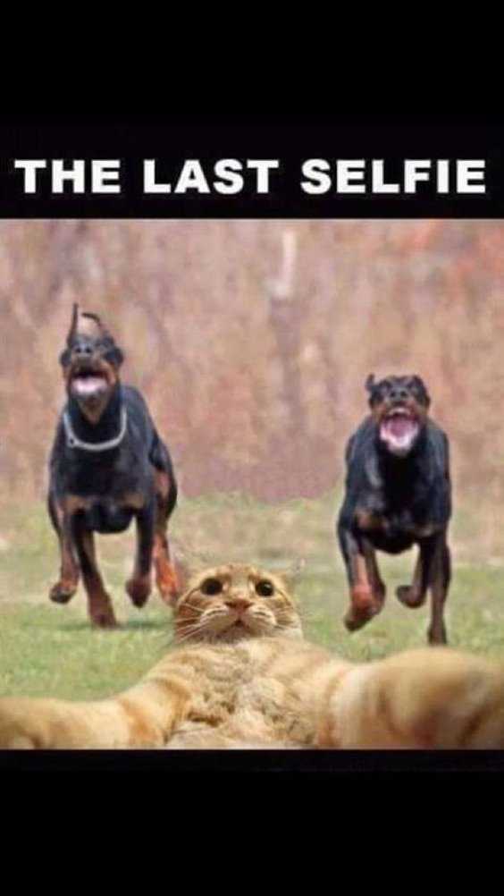 Top 77 Funny Memes And Hilarious Sayings 21