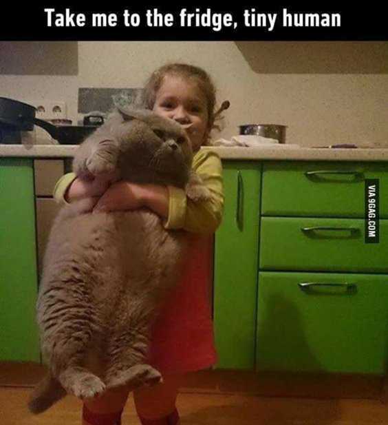 Top 77 Funny Memes And Hilarious Sayings 54 Top 77 Funny Memes And Hilarious Sayings 54