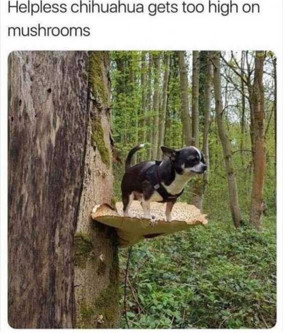 Top 77 Funny Memes And Hilarious Sayings 62