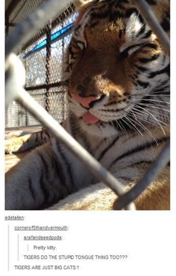 Top 77 Funny Memes And Hilarious Sayings 66