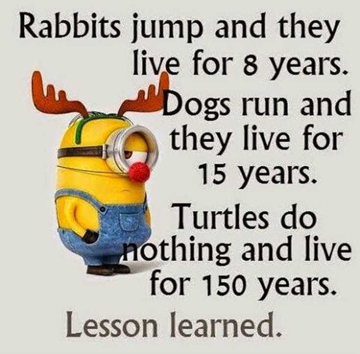 Quotes about Minions Top 370 Funny Quotes With Pictures Sayings 67