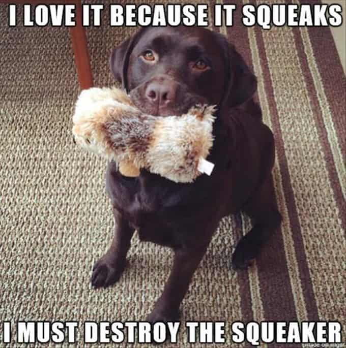 Top 60 Funny Memes And Hilarious Sayings 49