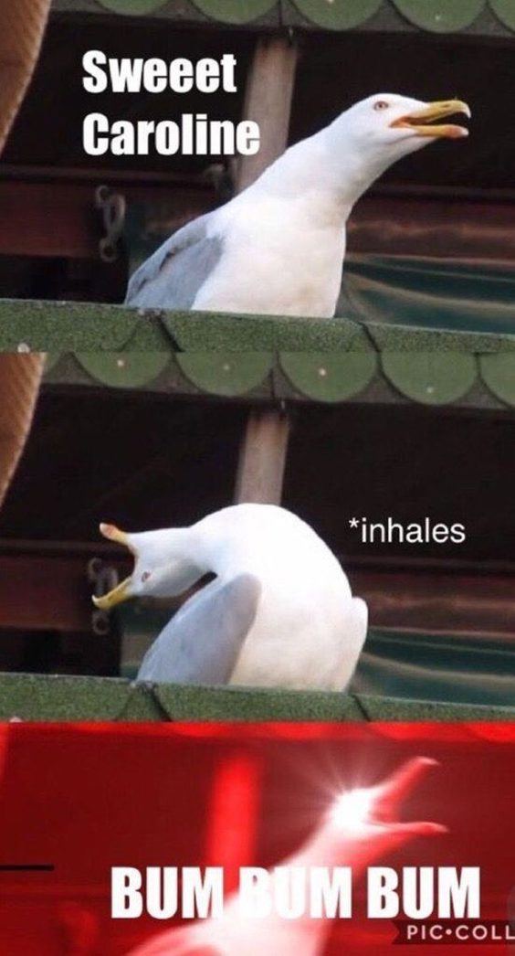 funniest dog memes of all time funniest dog memes of all time