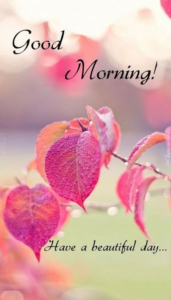 good morning quotes good morning quotes