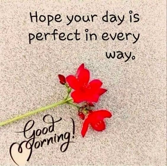 good morning good morning