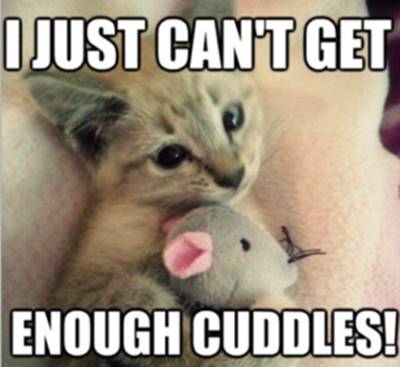 40 Cute Funny Love Memes Images to Your Love Love Funny Meme Cat - “I just can’t get enough cuddles!”