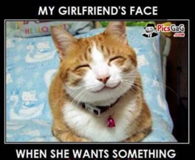 40 Cute Funny Love Memes Images to Your Love Love Funny Memes Cat - “My girlfriend’s face when she wants something.”