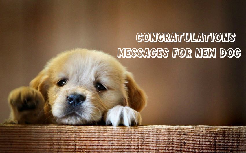 110 Congratulations Messages For New Puppy – What To Say When Someone Gets A Dog