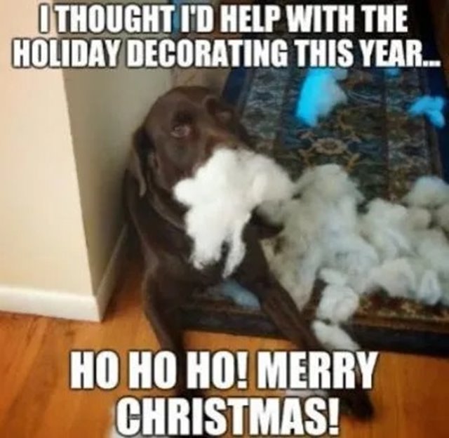 Dog Memes For Christmas Funniest Merry Christmas Memes With Funny Xmas Christmas Images