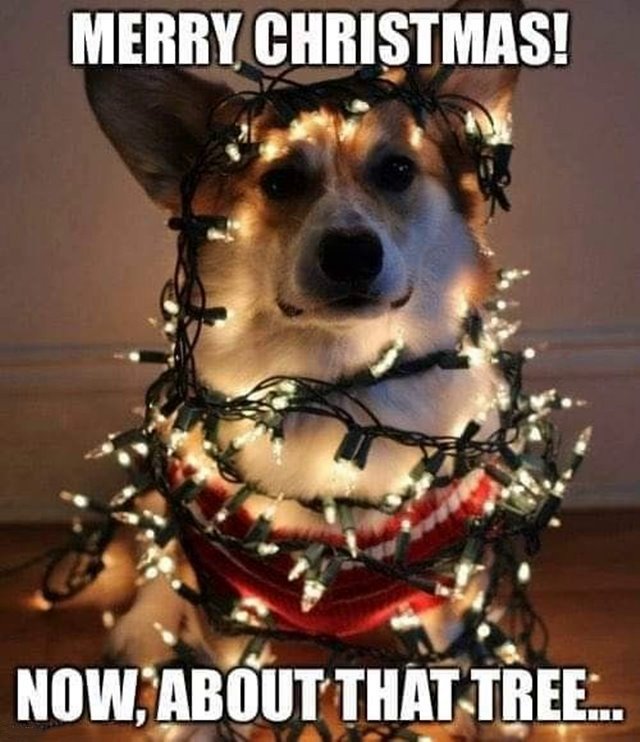 free christmas memes Funniest Merry Christmas Memes With Funny Xmas Christmas Images