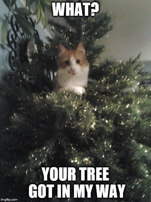 what your tree got in my way funny christmas memes