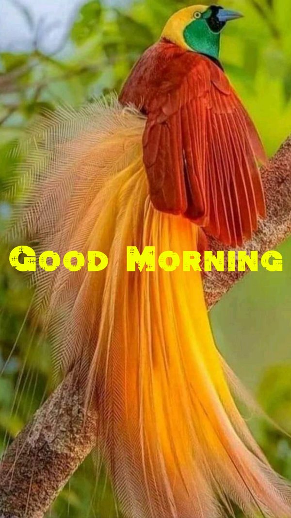Cute Bird Pic Daisybug Good Morning