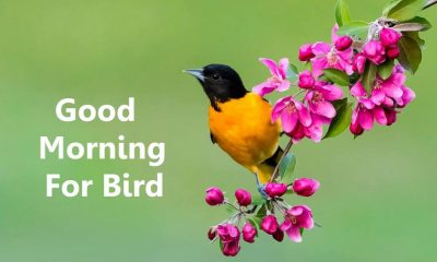 Good Morning For Bird Lovers – Sweet Morning Messages
