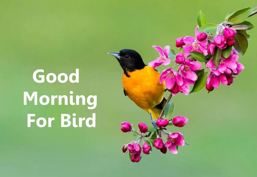 35 Good Morning For Bird Lovers – Sweet Morning Messages
