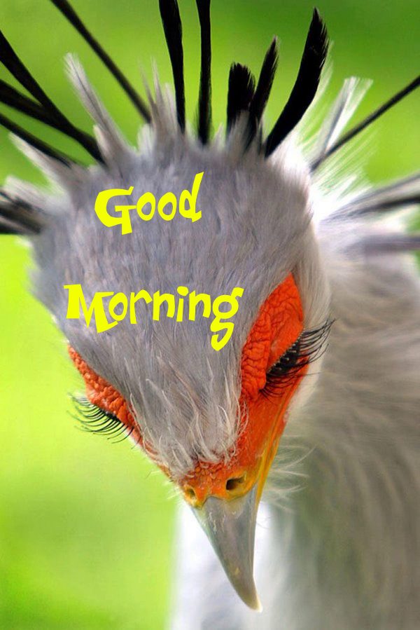 Hey Wake Up Good Morning Birds Images