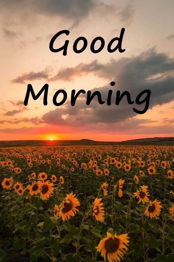 Best good morning greetings images for whatsapp