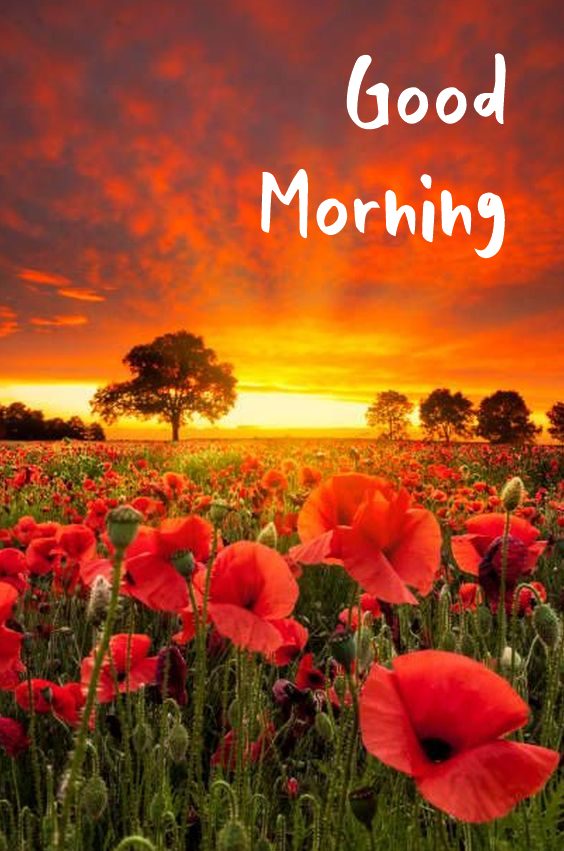 Best good morning greetings images free