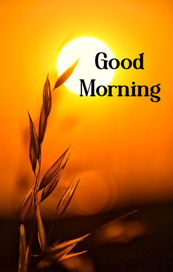 Good Morning Friends GIF