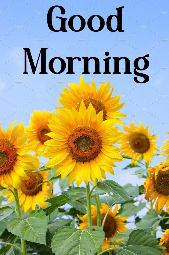 Good Morning Images for Whatsapp