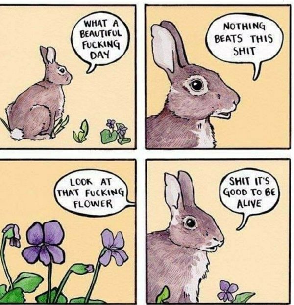 chocolate easter bunny meme and cute happy easter meme