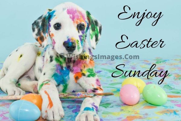easter dog memes and silly easter memes