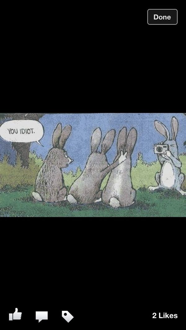 how fast do bunnies hop meme and happy easter meme