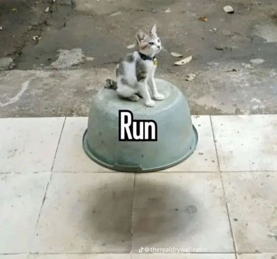 poorly made cat memes poorly made cat memes