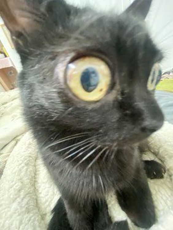 popular cat memes popular cat memes