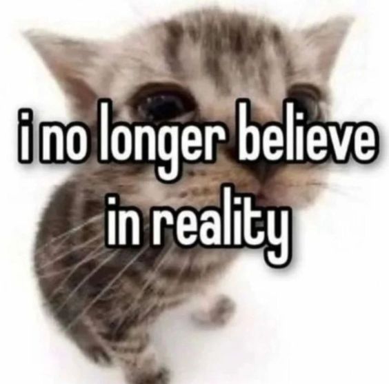 positive cat memes positive cat memes