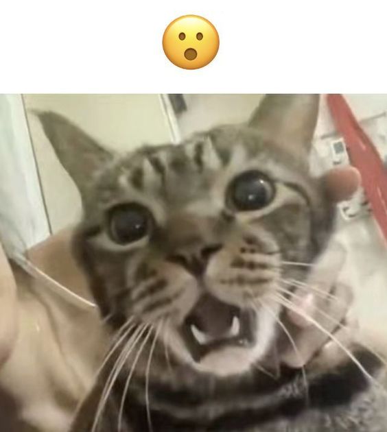 rainbow cat memes rainbow cat memes