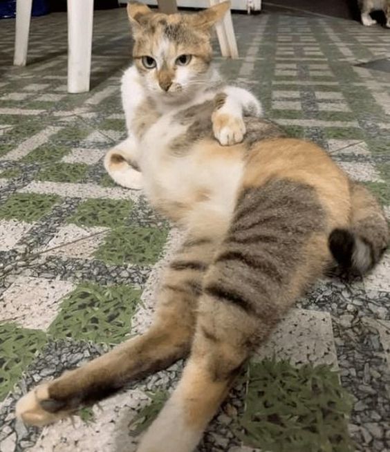 random cat memes random cat memes