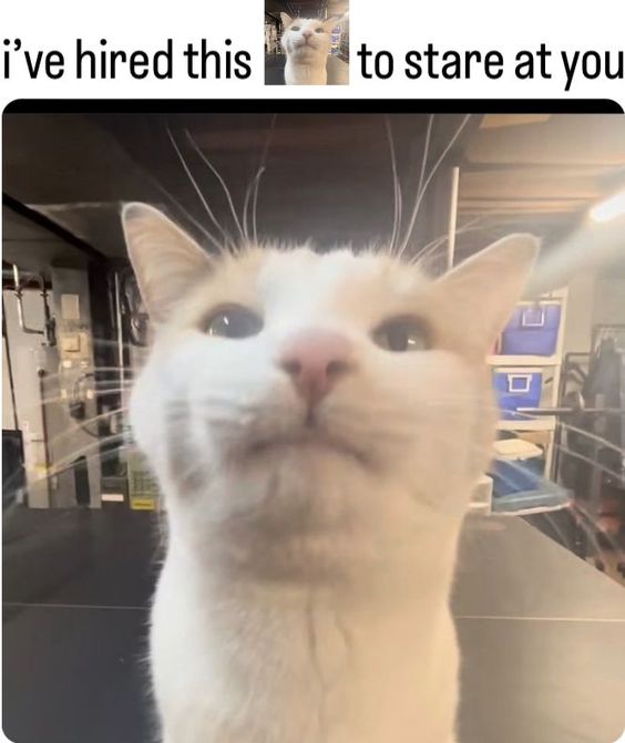 really funny cat memes really funny cat memes