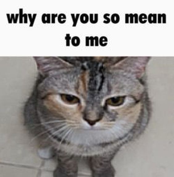 relatable cat memes relatable cat memes