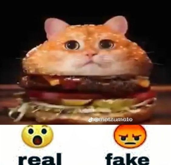 romantic cat memes romantic cat memes