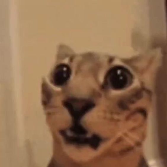 sad cat memes sad cat memes