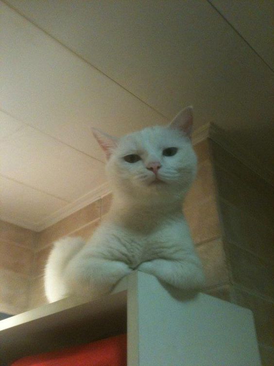 science cat memes science cat memes