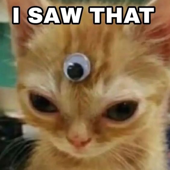 silly cat memes silly cat memes