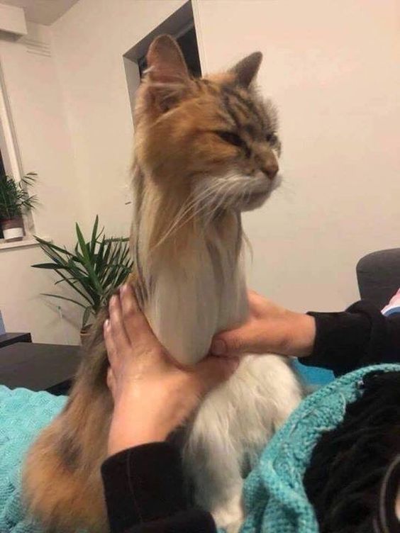 super funny cat memes super funny cat memes