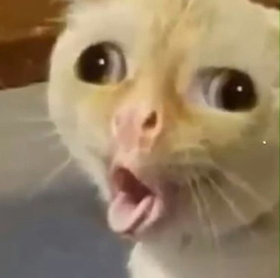 thank you cat memes thank you cat memes