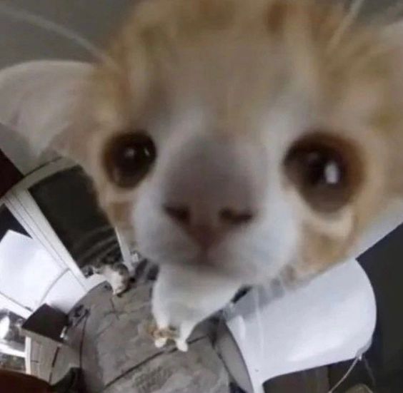 thursday cat memes thursday cat memes