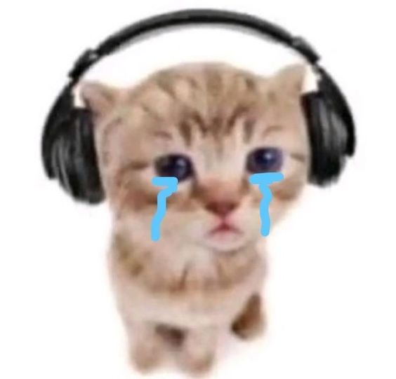 tiktok cat memes tiktok cat memes