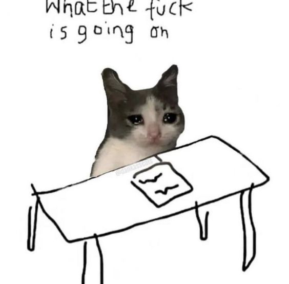 tuesday cat memes tuesday cat memes