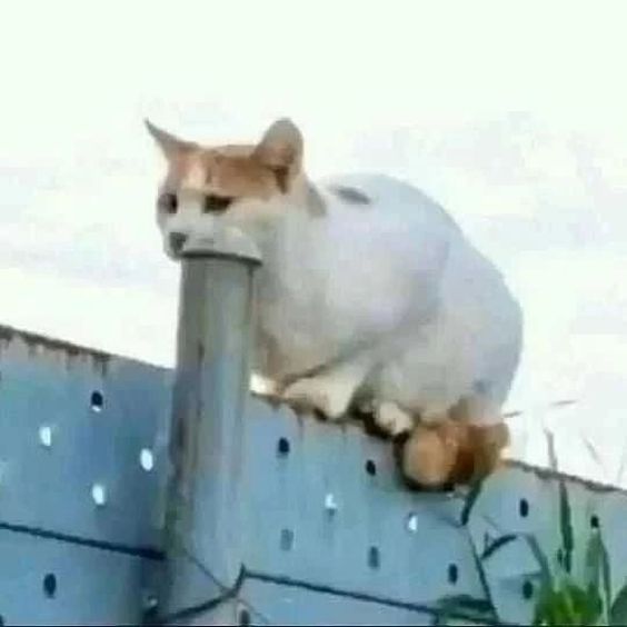 valentines day cat memes