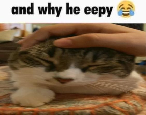very funny cat memes gif