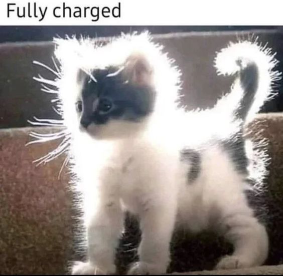 very funny cat memes