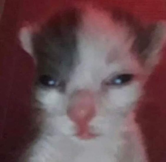 viral cat memes viral cat memes