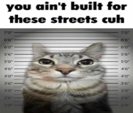 warrior cat memes clean warrior cat memes clean