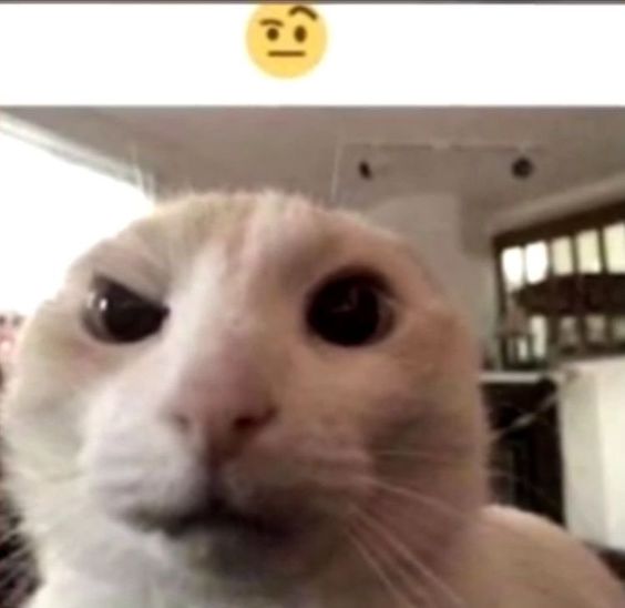 wet cat memes wet cat memes