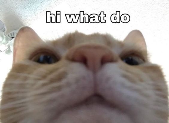 wholesome cat memes wholesome cat memes